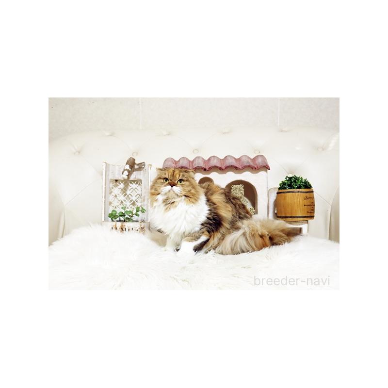 販売中の佐賀県のスコティッシュフォールド-113188の3枚目