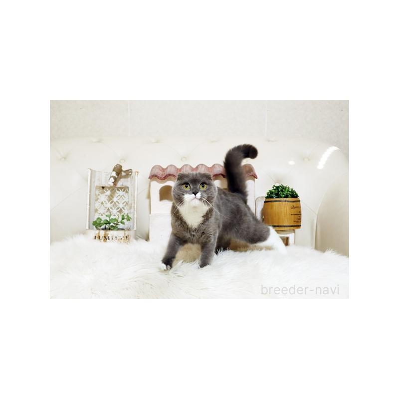 販売中の佐賀県のスコティッシュフォールド-117278の5枚目