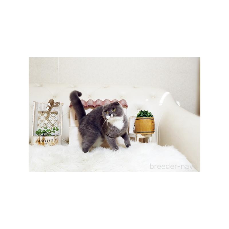 販売中の佐賀県のスコティッシュフォールド-117278の4枚目