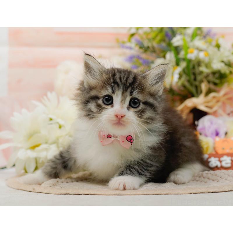 販売中の神奈川県のノルウェージャンフォレストキャット-132099の12枚目