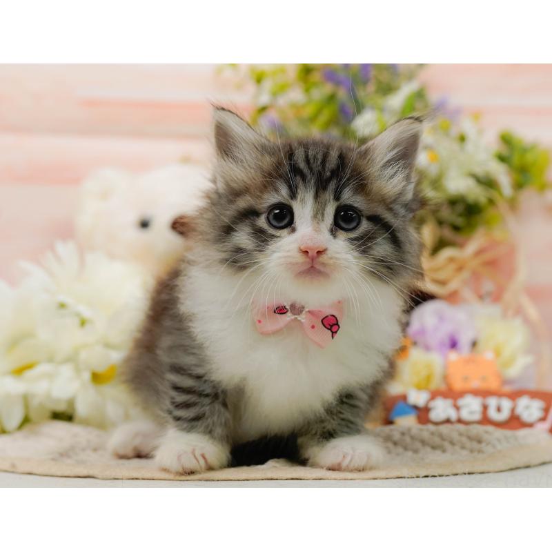 販売中の神奈川県のノルウェージャンフォレストキャット-132099の11枚目