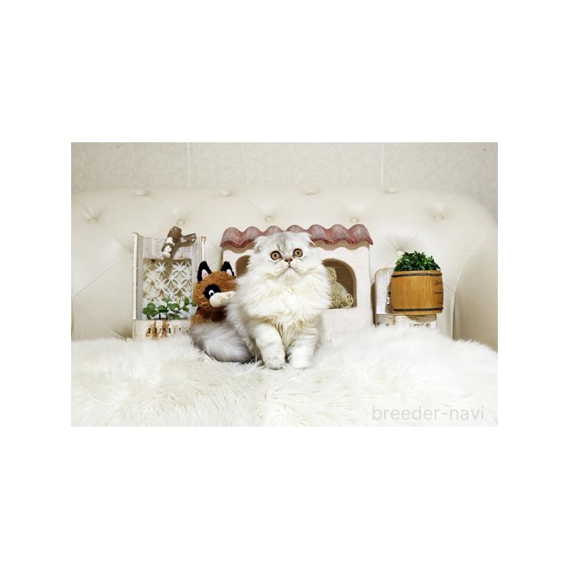 販売中の佐賀県のスコティッシュフォールド-125389の5枚目