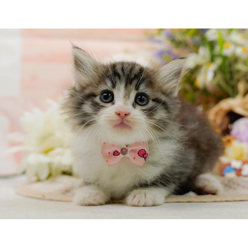 販売中の神奈川県のノルウェージャンフォレストキャット-132099の6枚目