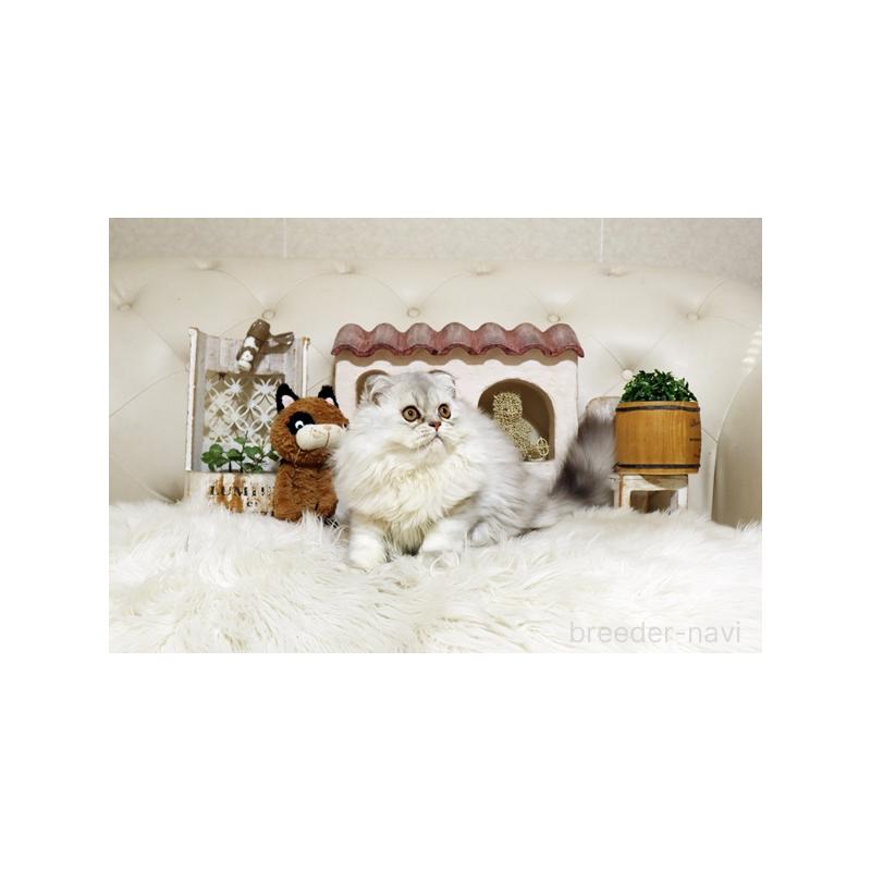 販売中の佐賀県のスコティッシュフォールド-125389の4枚目