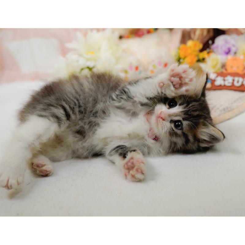 販売中の神奈川県のノルウェージャンフォレストキャット-132099の5枚目
