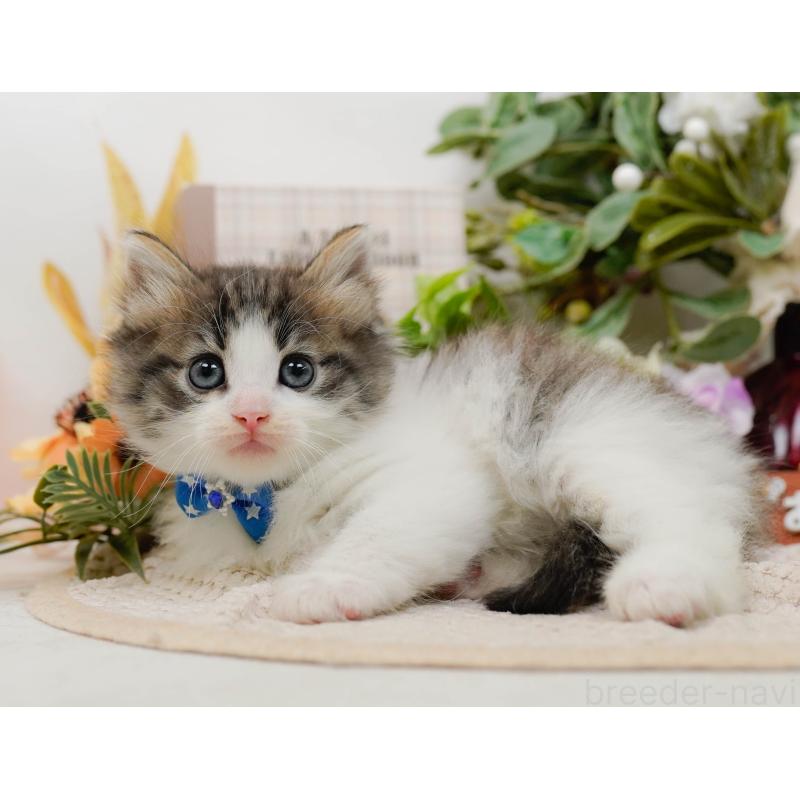 販売中の神奈川県のノルウェージャンフォレストキャット-132100の12枚目