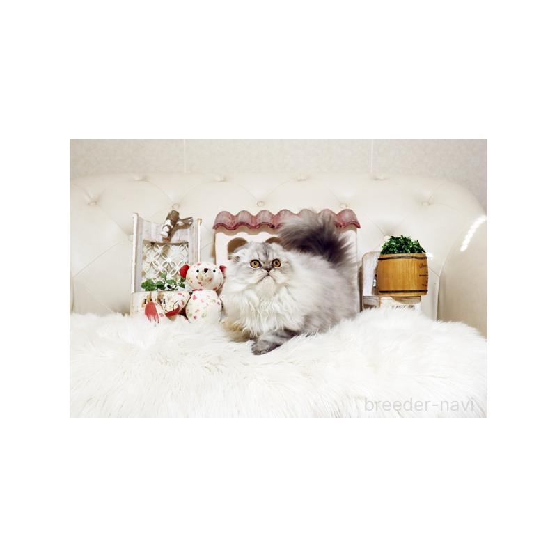 販売中の佐賀県のスコティッシュフォールド-125391の5枚目