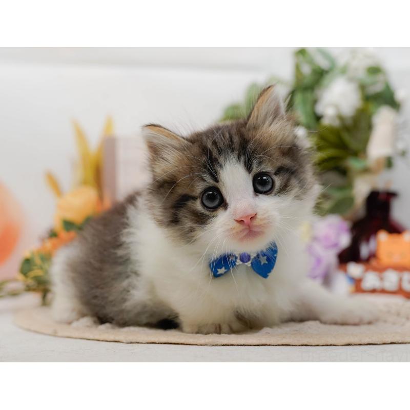 販売中の神奈川県のノルウェージャンフォレストキャット-132100の10枚目