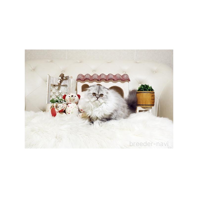 販売中の佐賀県のスコティッシュフォールド-125391の4枚目