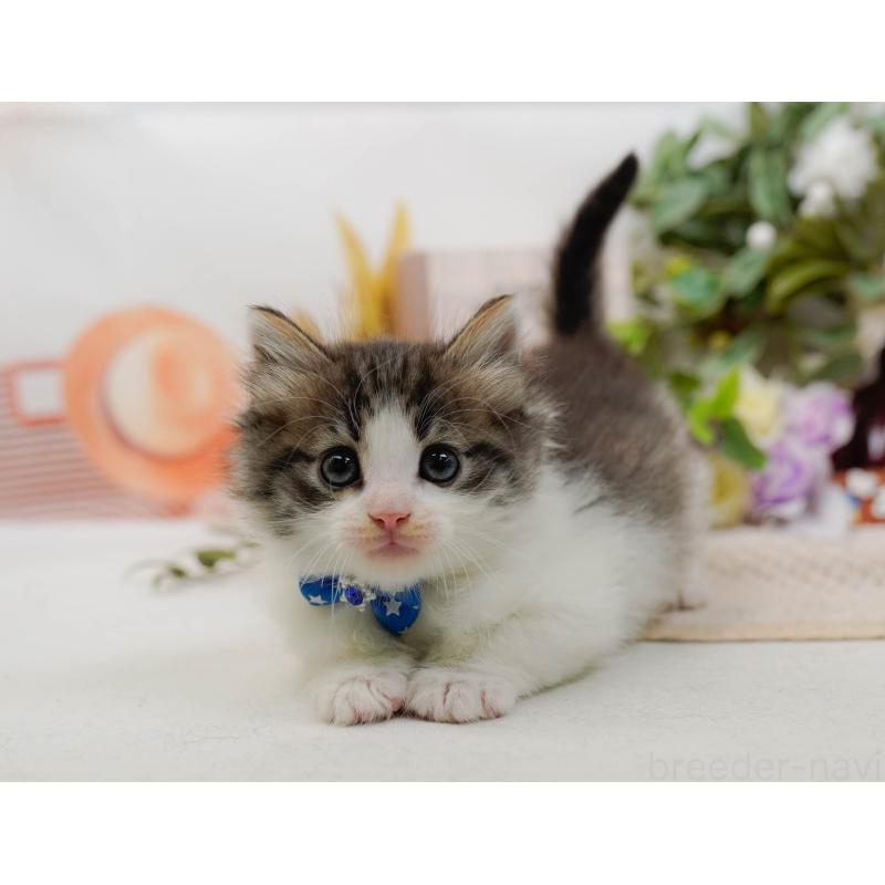 販売中の神奈川県のノルウェージャンフォレストキャット-132100の9枚目