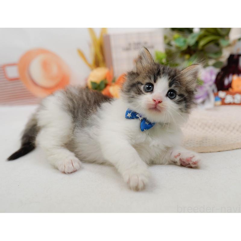 販売中の神奈川県のノルウェージャンフォレストキャット-132100の6枚目