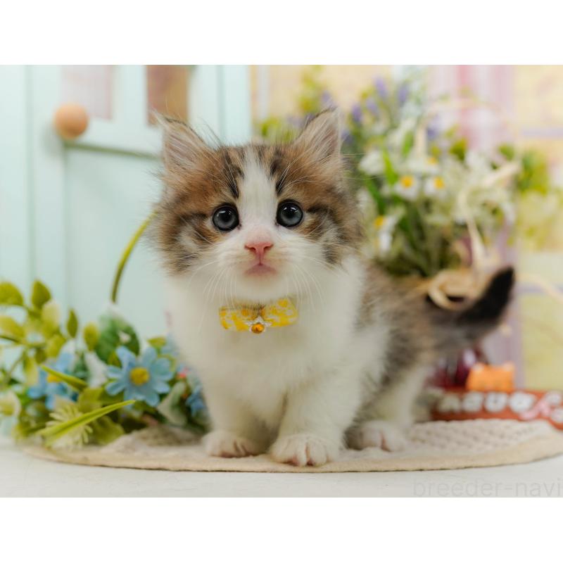 商談中の神奈川県のノルウェージャンフォレストキャット-132103の12枚目