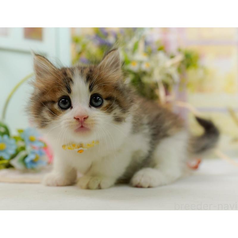 商談中の神奈川県のノルウェージャンフォレストキャット-132103の9枚目