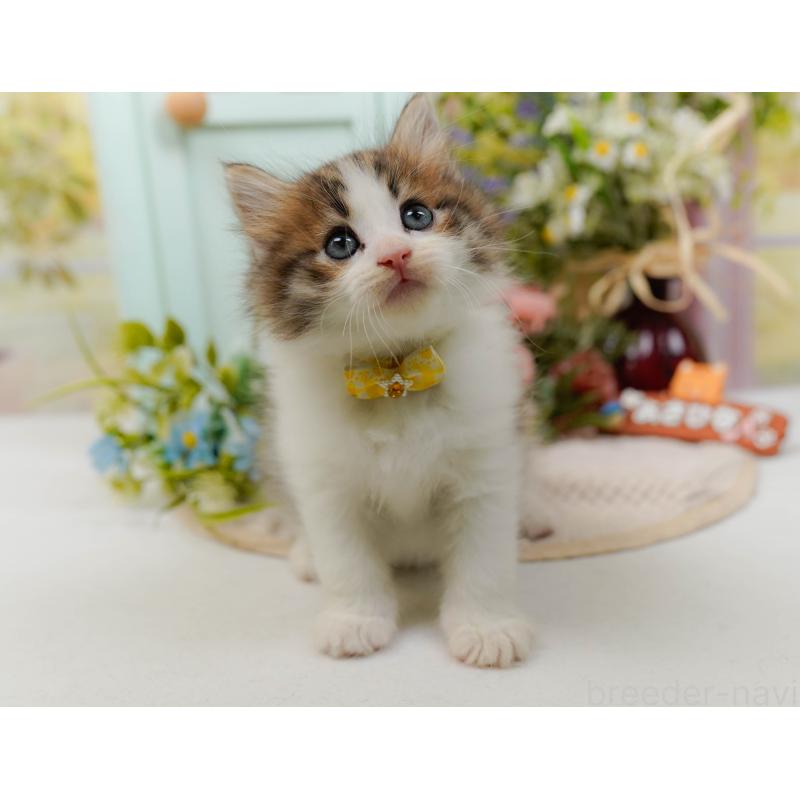 商談中の神奈川県のノルウェージャンフォレストキャット-132103の8枚目