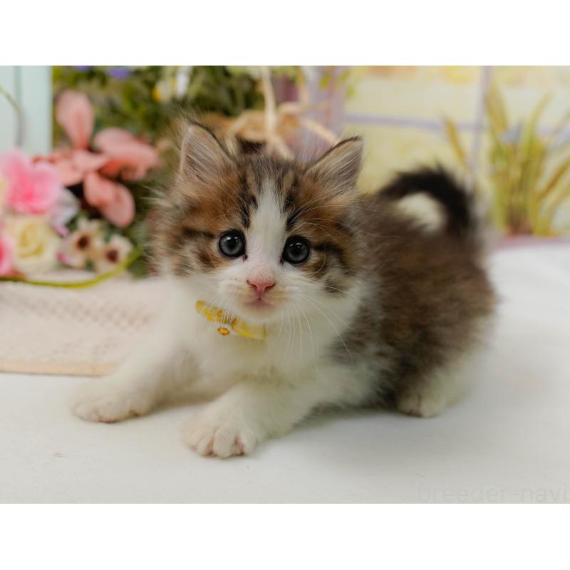 商談中の神奈川県のノルウェージャンフォレストキャット-132103の7枚目