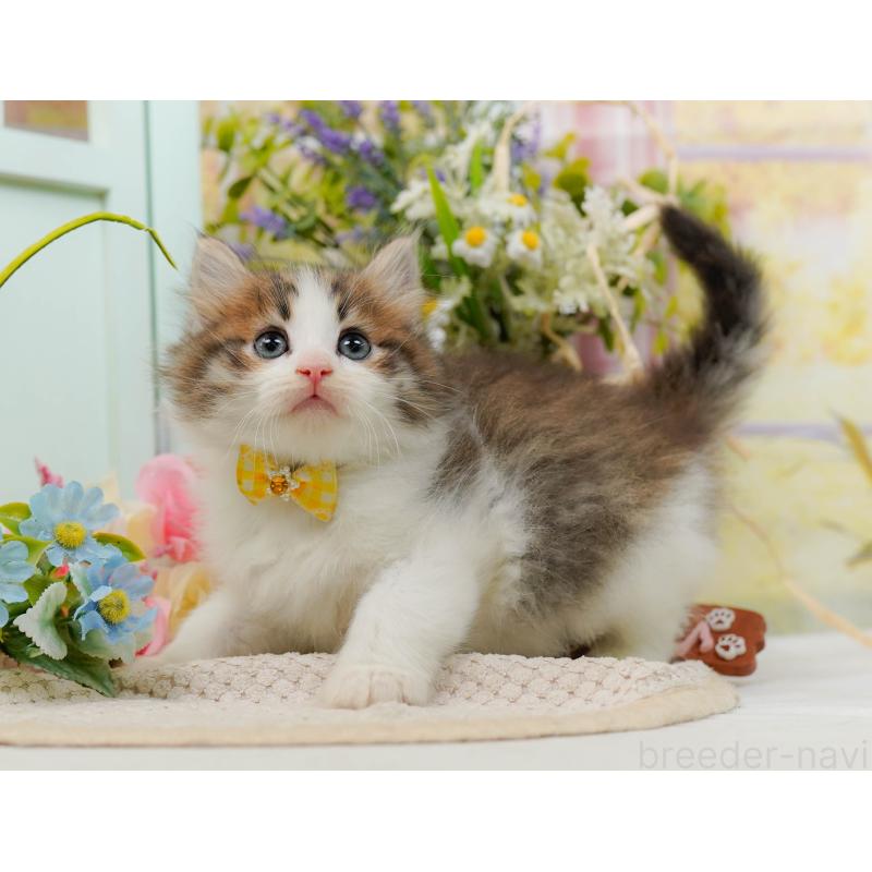 商談中の神奈川県のノルウェージャンフォレストキャット-132103の6枚目