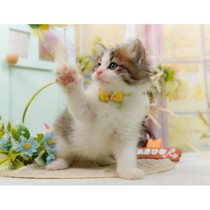 商談中の神奈川県のノルウェージャンフォレストキャット-132103の5枚目