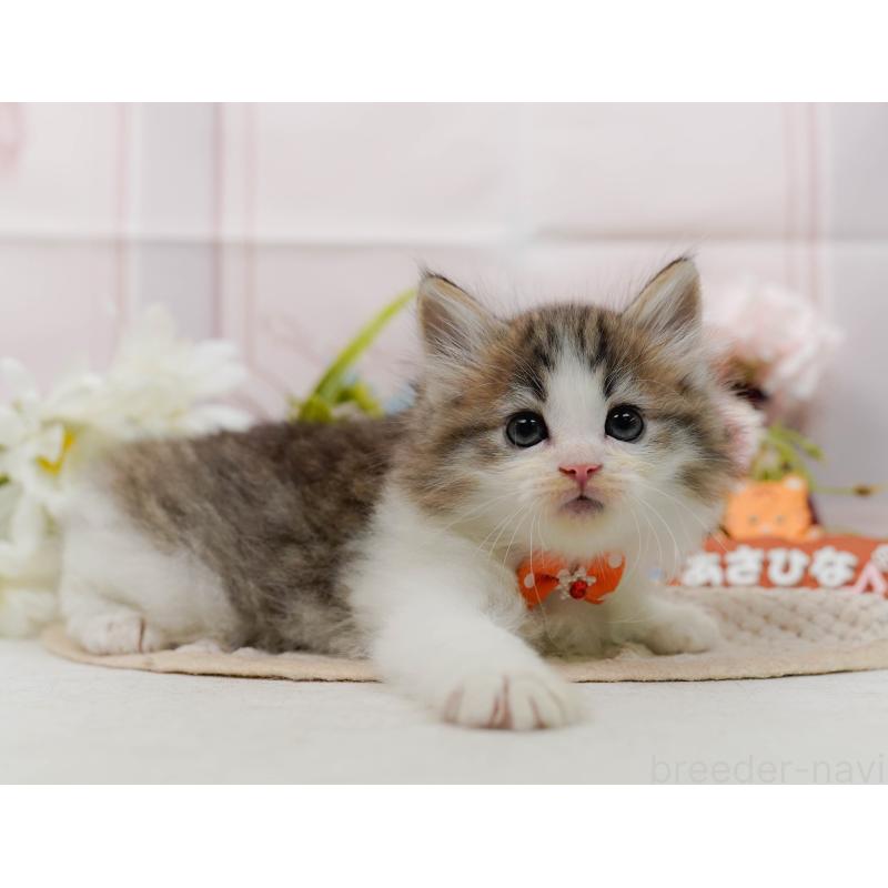 販売中の神奈川県のノルウェージャンフォレストキャット-132101の9枚目