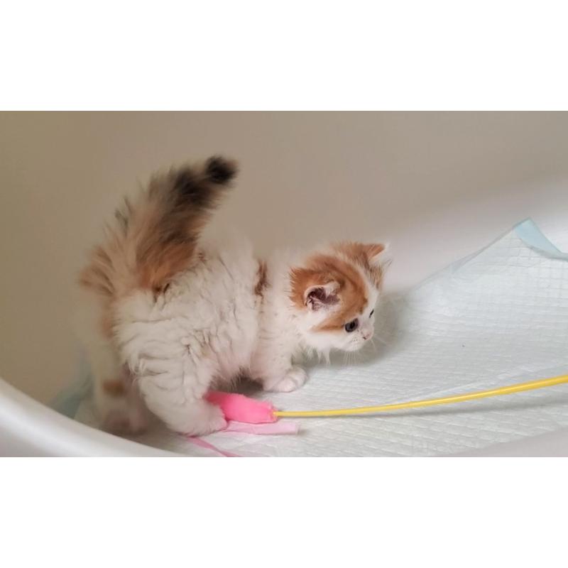 販売中の大阪府のマンチカン(短足)-131896の9枚目