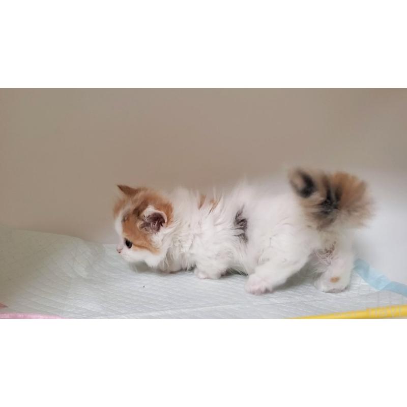 販売中の大阪府のマンチカン(短足)-131896の8枚目