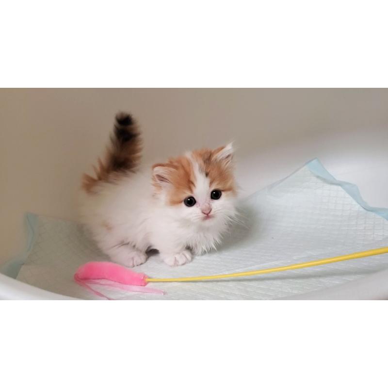 販売中の大阪府のマンチカン(短足)-131896の5枚目