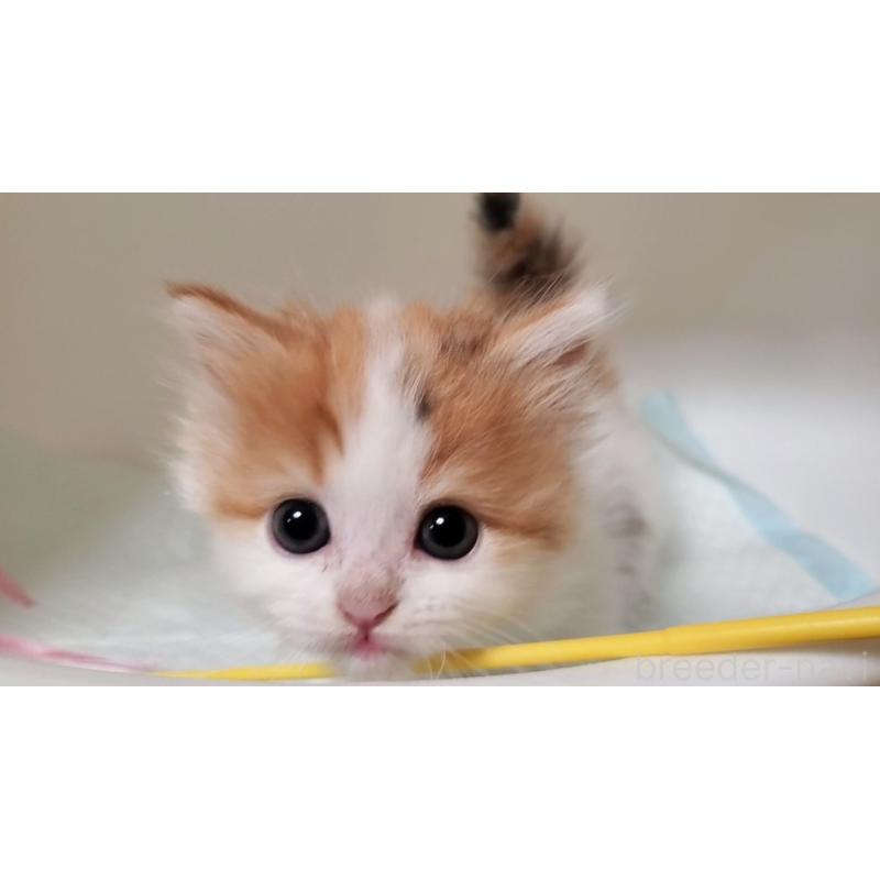 販売中の大阪府のマンチカン(短足)-131896の4枚目