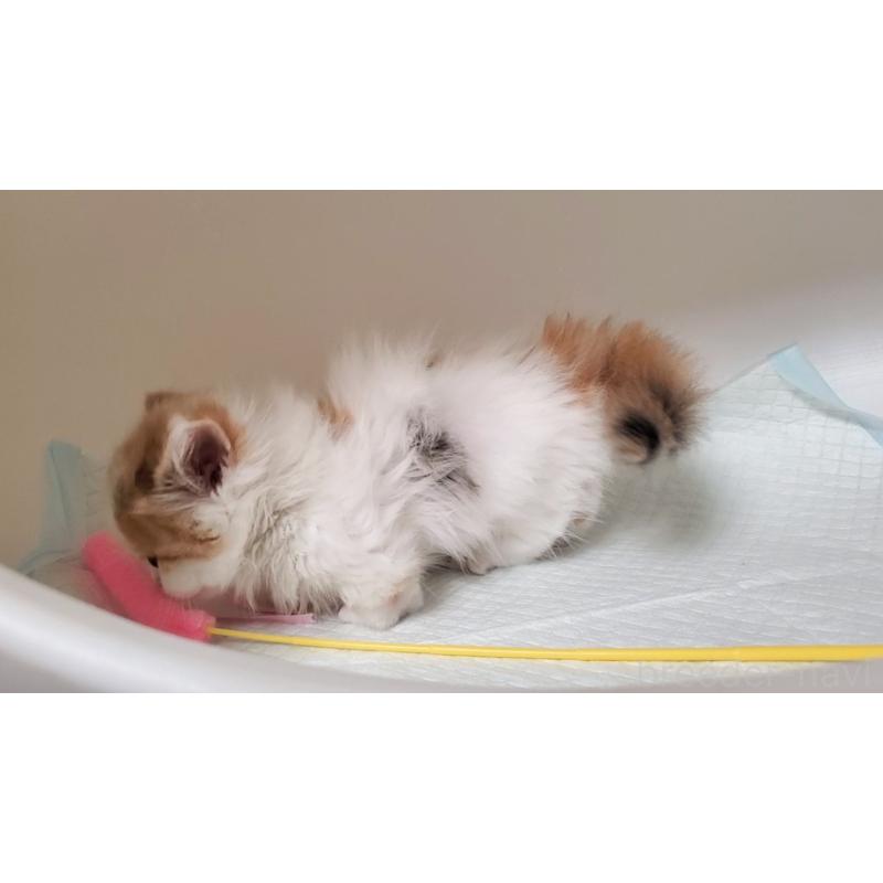 販売中の大阪府のマンチカン(短足)-131896の3枚目