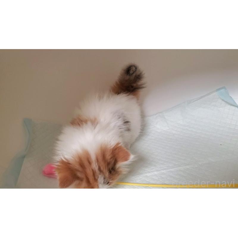 販売中の大阪府のマンチカン(短足)-131896の2枚目