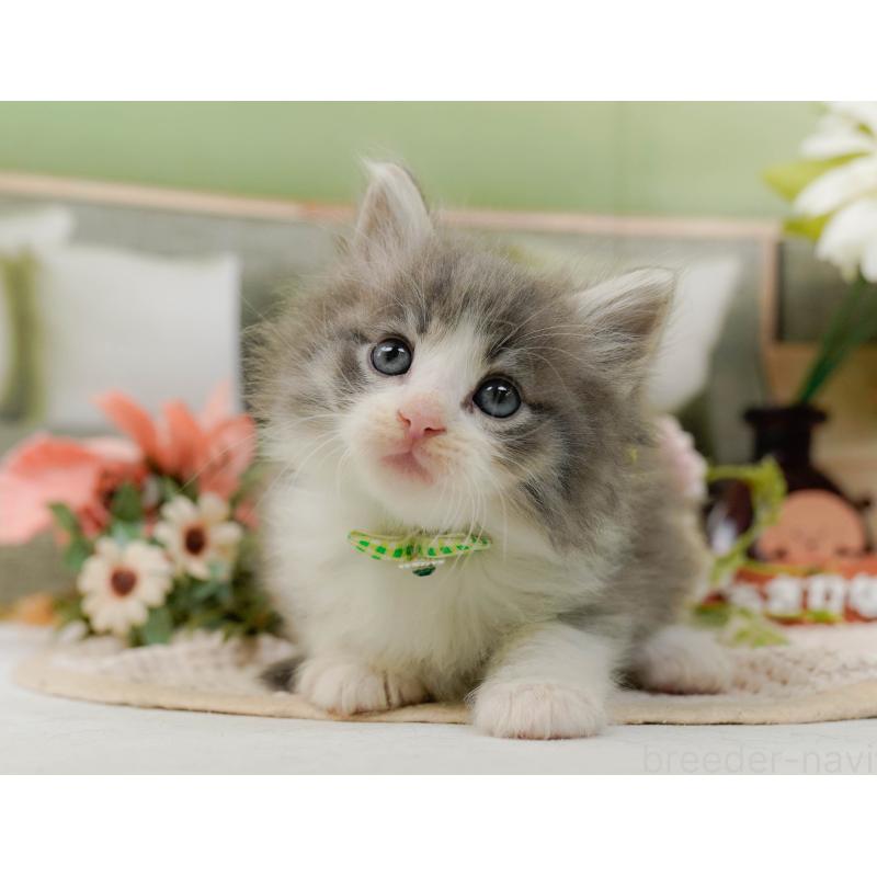 販売中の神奈川県のノルウェージャンフォレストキャット-132102の11枚目