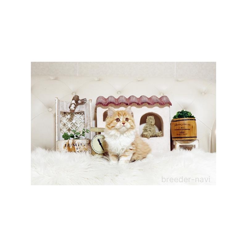 成約済の佐賀県のスコティッシュフォールド-127395の5枚目