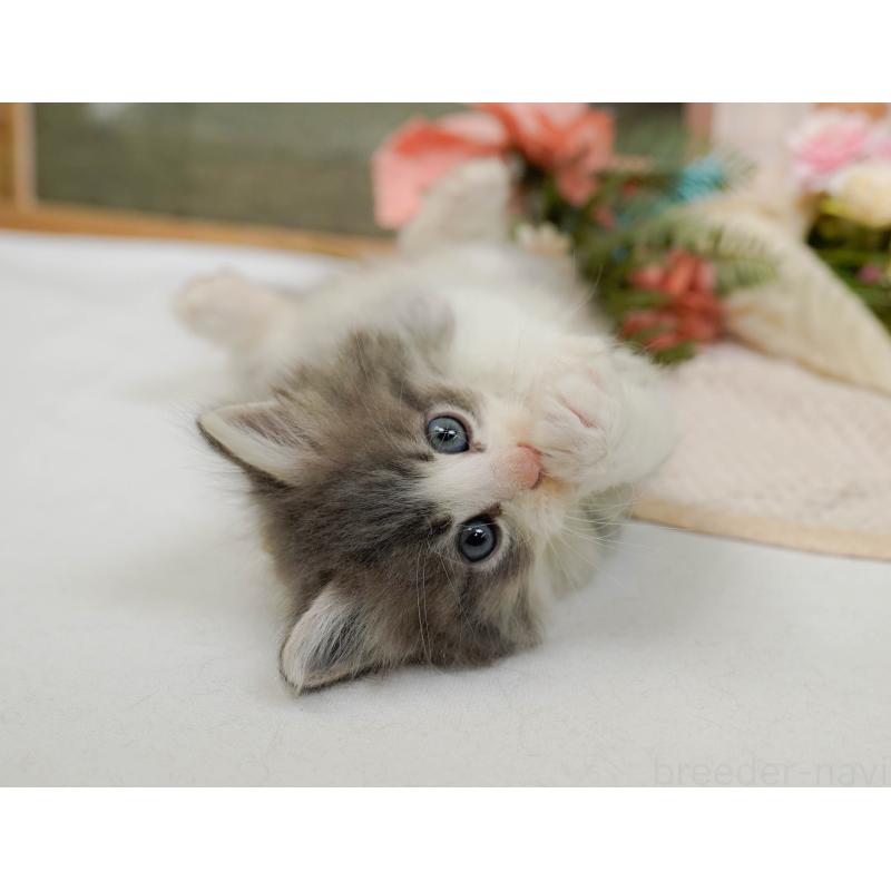 販売中の神奈川県のノルウェージャンフォレストキャット-132102の5枚目