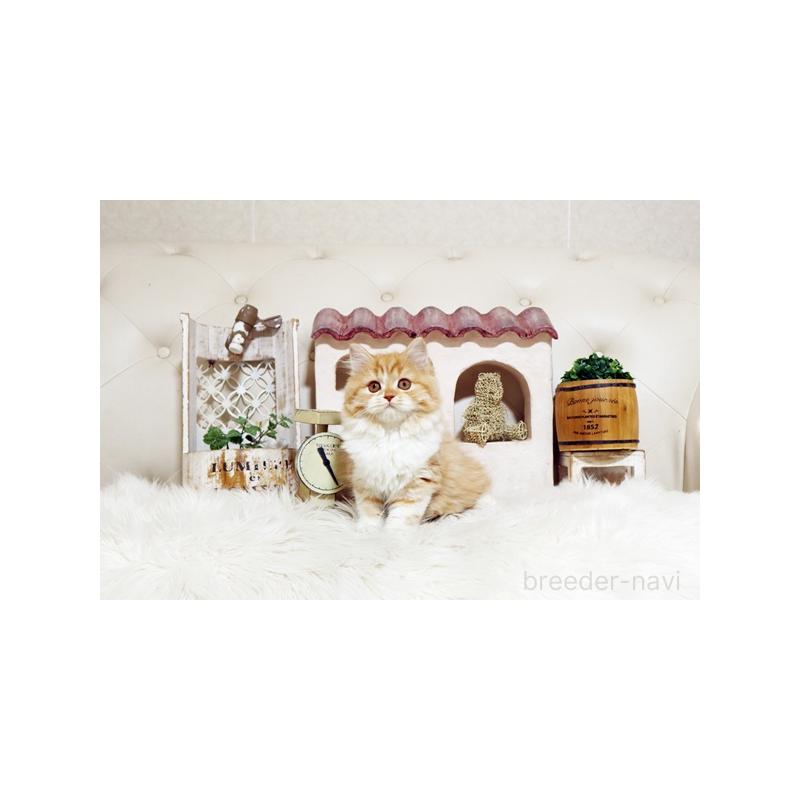 成約済の佐賀県のスコティッシュフォールド-127395の4枚目