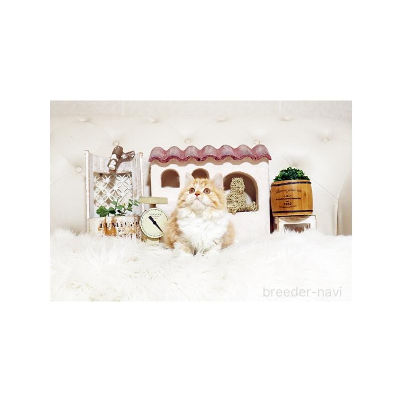 成約済の佐賀県のスコティッシュフォールド-127395の3枚目