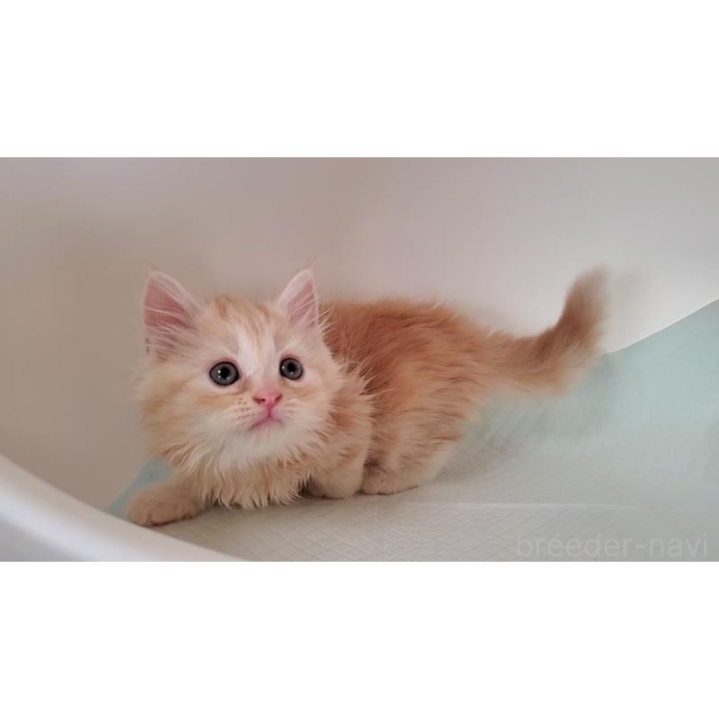 販売中の大阪府のミヌエット-131897の8枚目