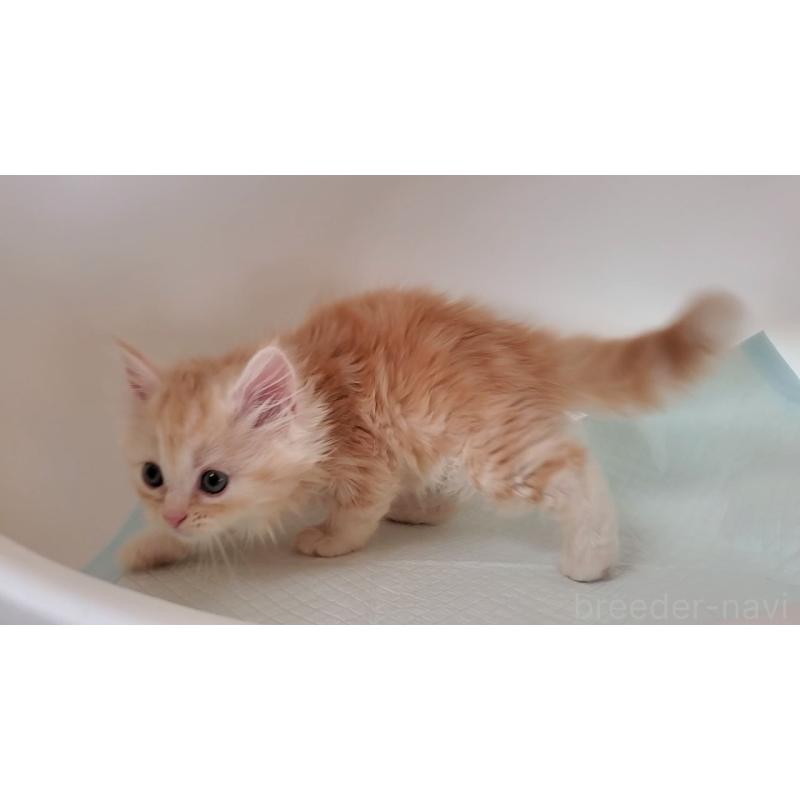 販売中の大阪府のミヌエット-131897の7枚目