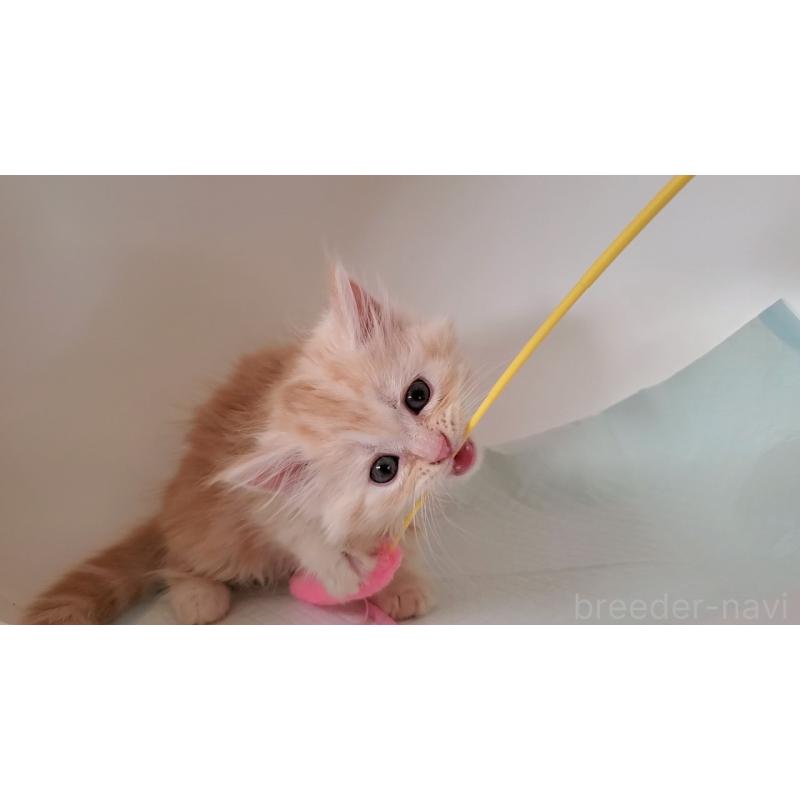 販売中の大阪府のミヌエット-131897の6枚目