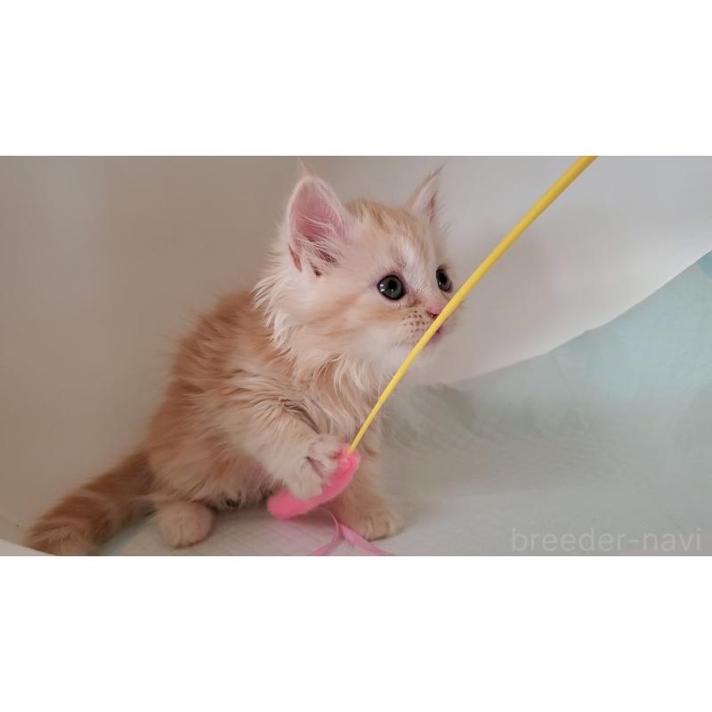 販売中の大阪府のミヌエット-131897の4枚目