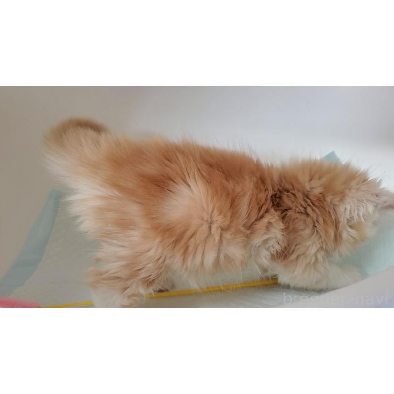 販売中の大阪府のミヌエット-131897の5枚目