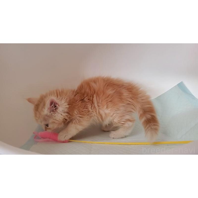 販売中の大阪府のミヌエット-131897の3枚目