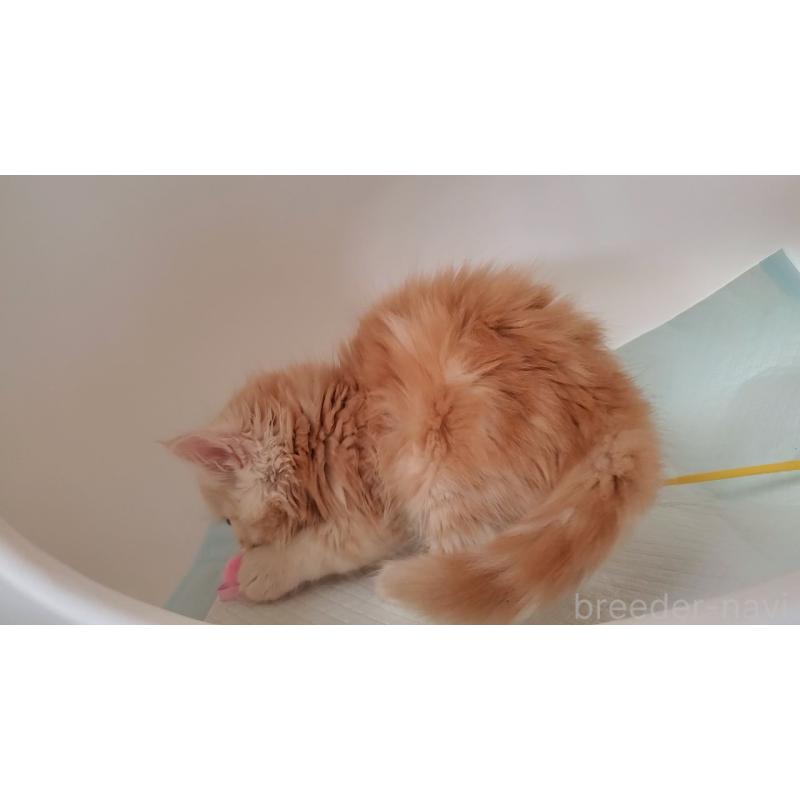 販売中の大阪府のミヌエット-131897の2枚目