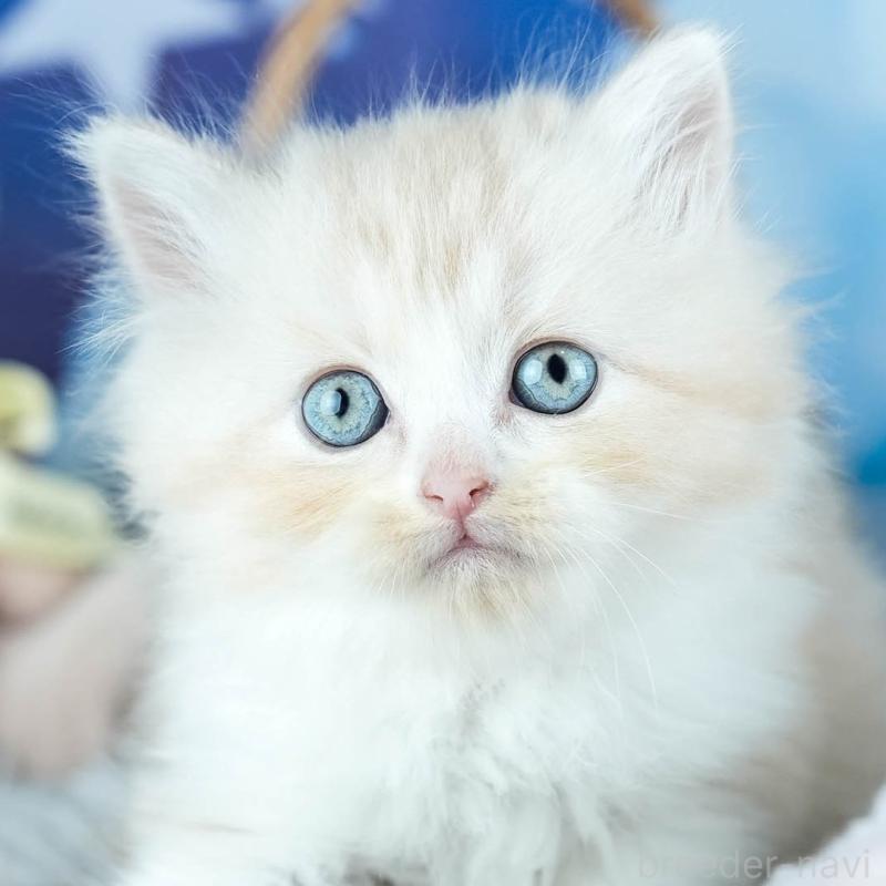 販売中の茨城県のサイベリアン-131955の8枚目