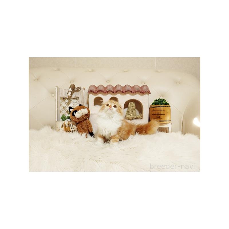 販売中の佐賀県のスコティッシュフォールド-129885の5枚目