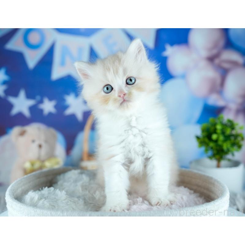 販売中の茨城県のサイベリアン-131955の7枚目