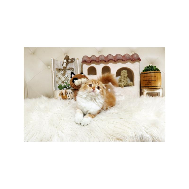 販売中の佐賀県のスコティッシュフォールド-129885の4枚目