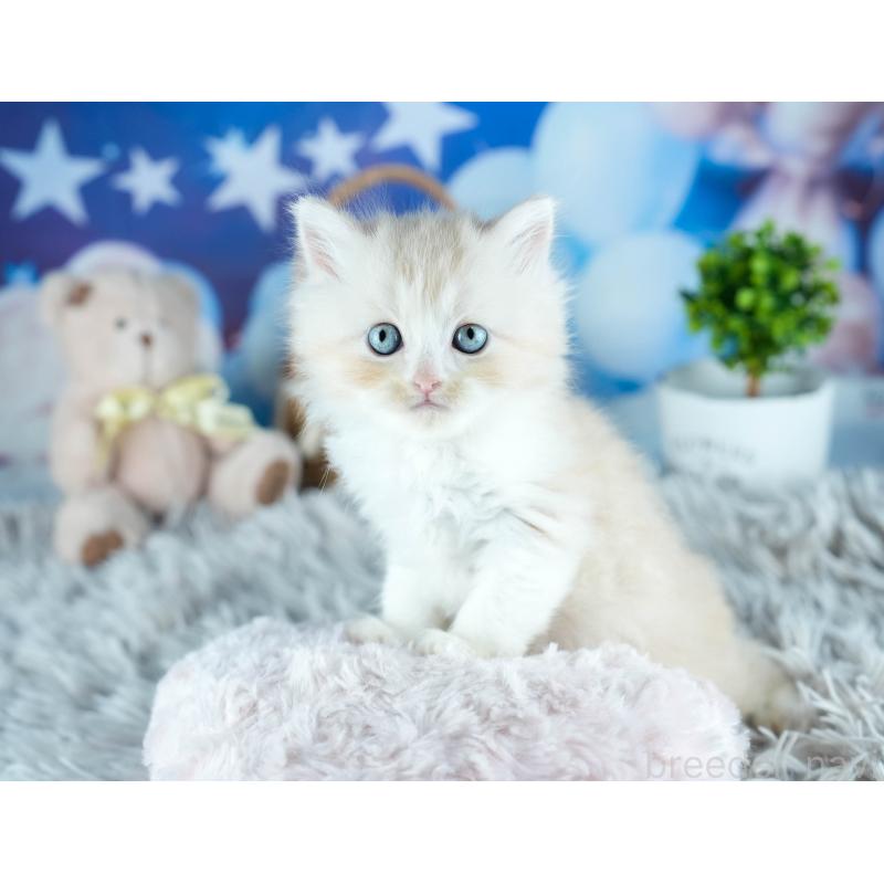 販売中の茨城県のサイベリアン-131955の6枚目