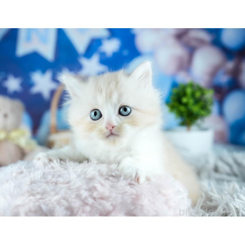 販売中の茨城県のサイベリアン-131955の5枚目