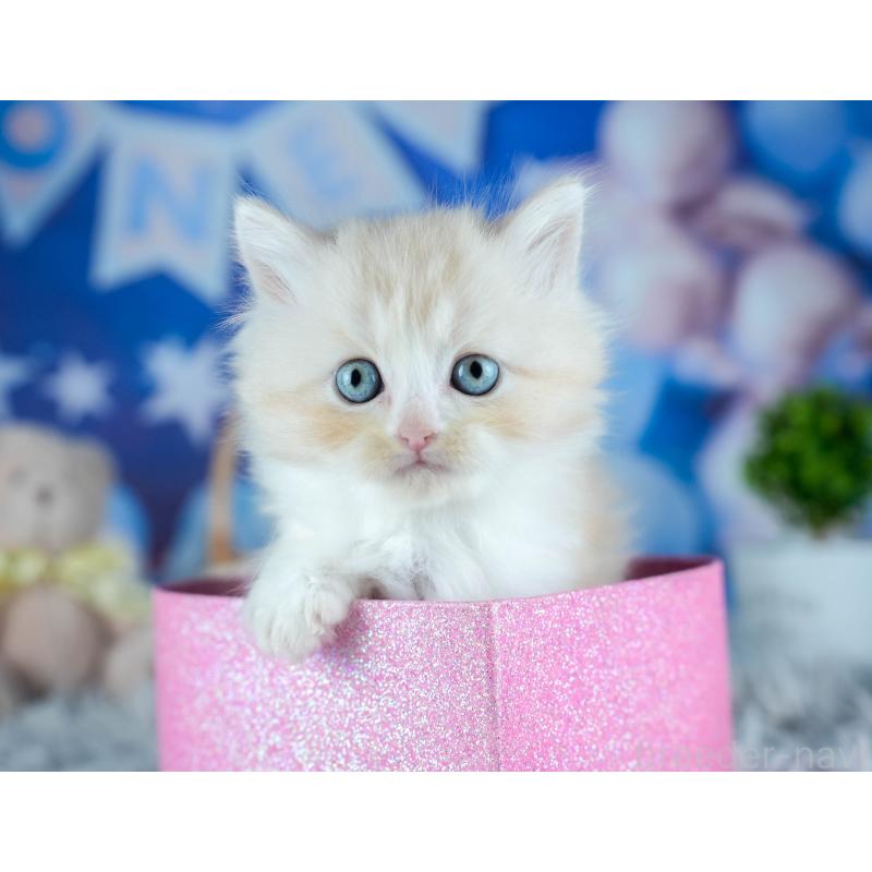 販売中の茨城県のサイベリアン-131955の4枚目