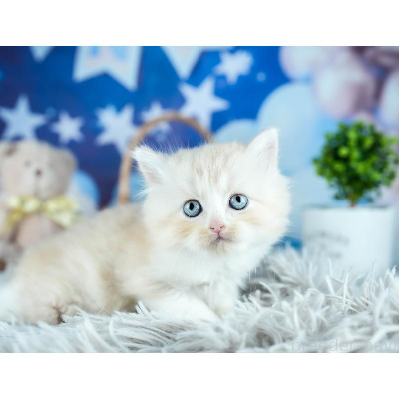 販売中の茨城県のサイベリアン-131955の3枚目