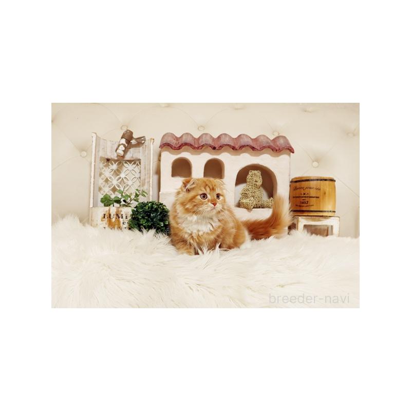 成約済の佐賀県のスコティッシュフォールド-129887の5枚目