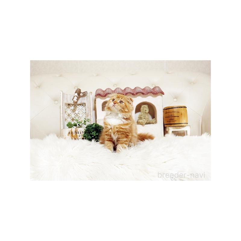 成約済の佐賀県のスコティッシュフォールド-129887の4枚目